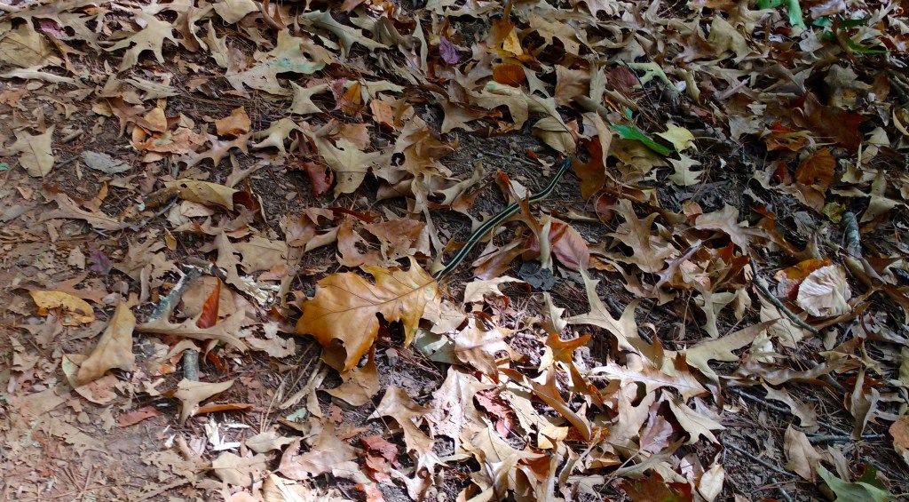 Like a Snake in the&nbsp;Grass